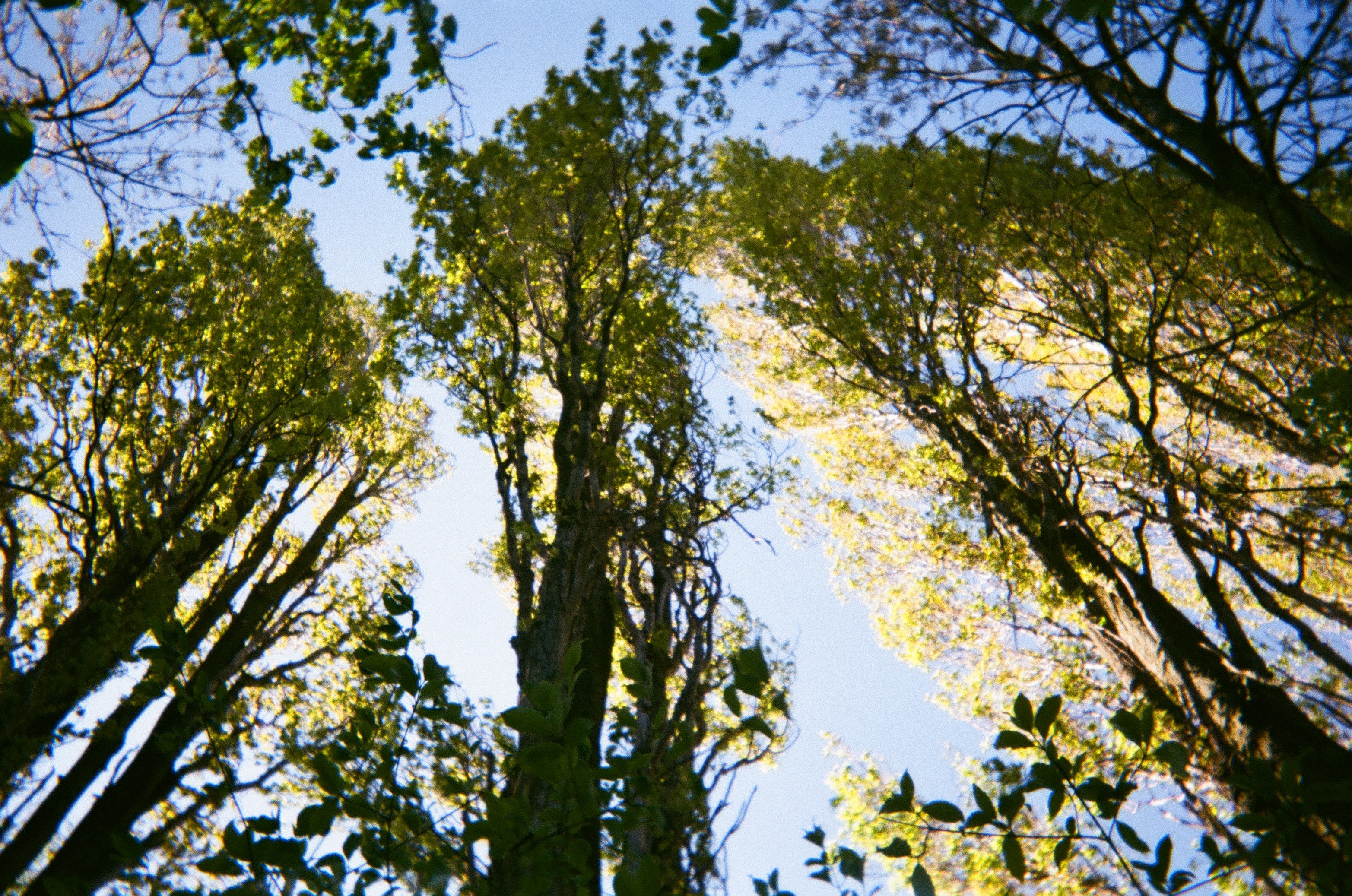 bomen op het Amsterdam science park